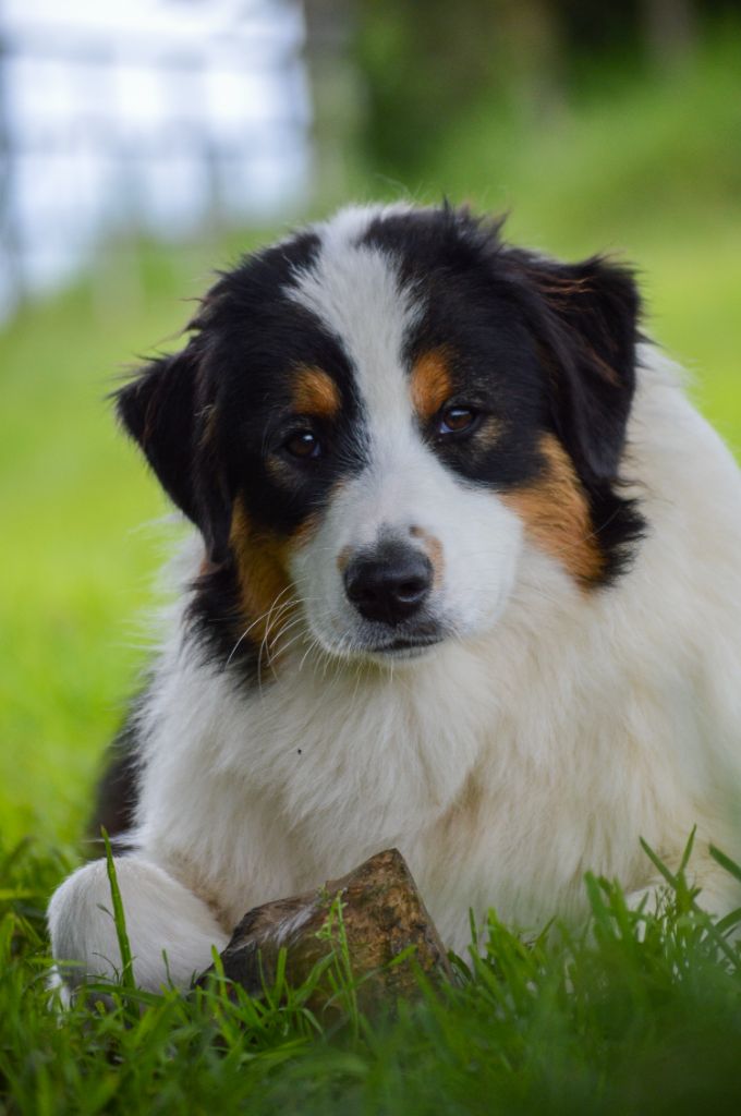 Sous La Lune Noire - Chiots disponibles - Berger Australien