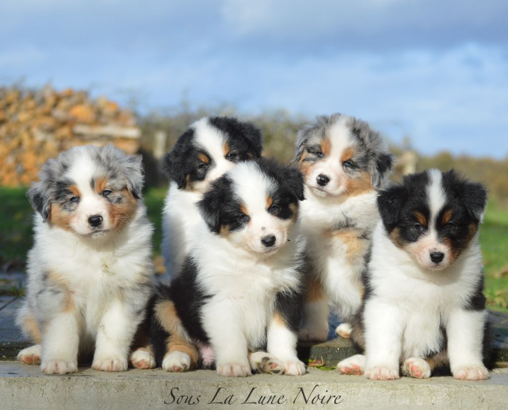 Chiot Berger Australien Sous La Lune Noire